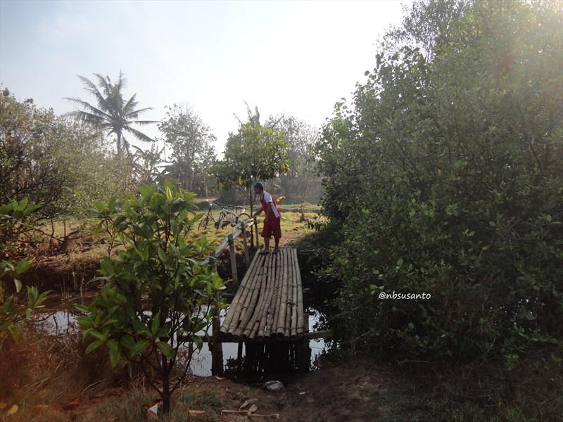 sepedaan ke ekowisata mangrove di baros, bantul